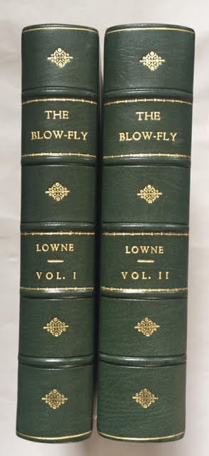 Image for The Anatomy, Physiology, Morphology, and Development of The Blow-Fly (Calliphora Erythrocephala). A Study in the Comparative Anatomy and Morphology of Insects. 2 Volumes