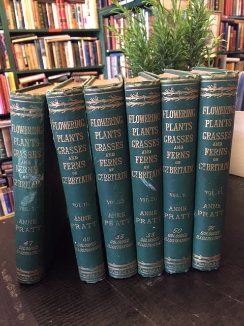 Image for The Flowering Plants, Grasses, Sedges, and Ferns of Great Britain, and Their Allies The Club Mosses, Pepperworts and Horsetails