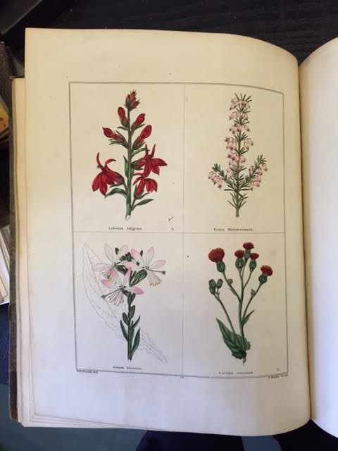 Image for The Botanic Garden; Consisting of Highly Finished Representations of Hardy Ornamental Flowering Plants, Cultivated in Great Britain with Their Classification History Culture and Other Interesting Information. Volumes 1 to 10