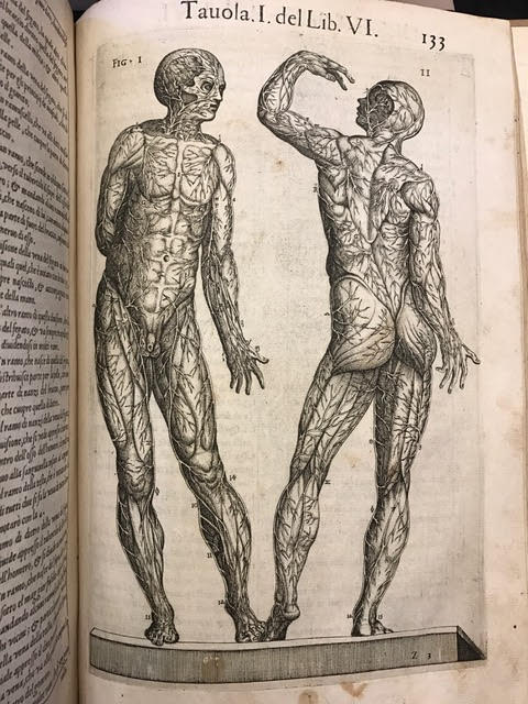 Image for Anatomia : Del corpo humano composta per M. Giuan Valuerde di Hamusco, & da luy con moto figure di rame, et erditi discorsi in luce mandata