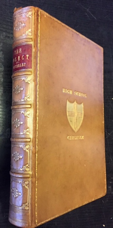 Image for The Insect