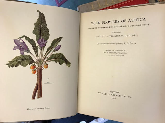 Image for Wild Flowers of Attica